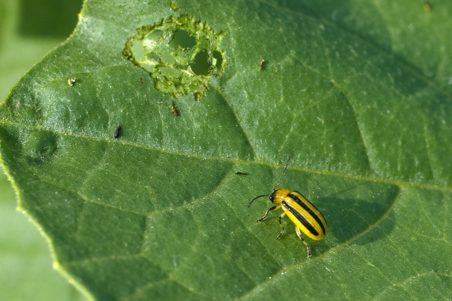 Photo of a cucumber beetle on on a leaf with signs of insect feeding damage.